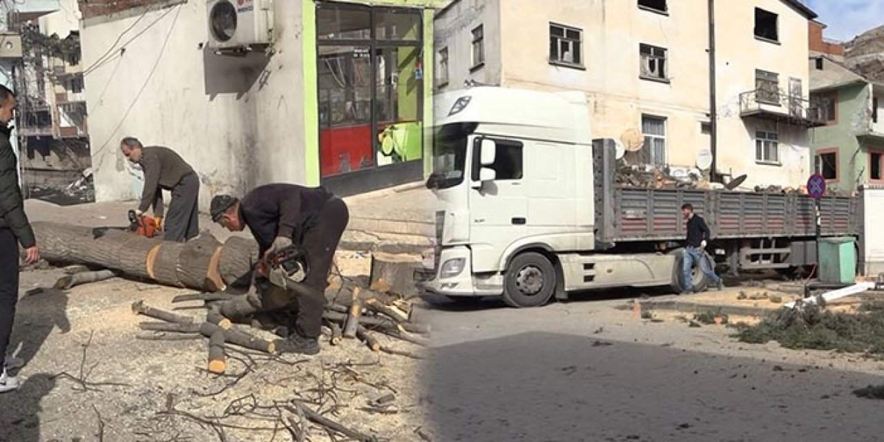 Suların yok edeceği ilçenin ağaçları depremzedeler için kesildi