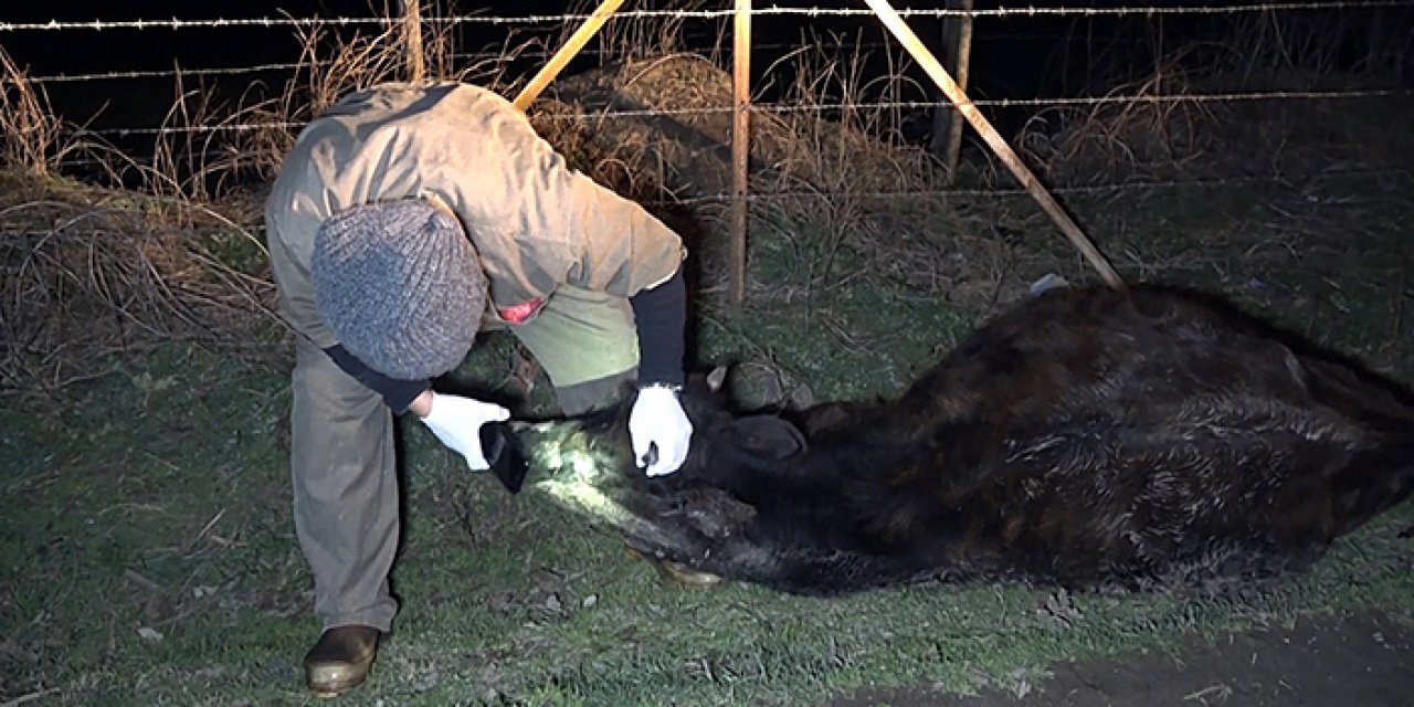 Düzce’de şüpheli 4 büyükbaş ölümü