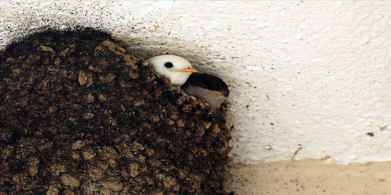 Ak kırlangıç kuşu var mı? Ak kırlangıç Türkiye'de bulunuyor mu?