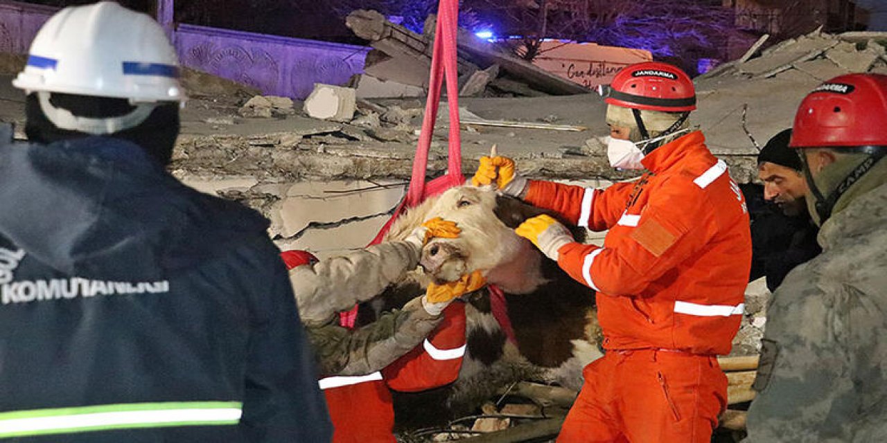 Bircan inek kurtuldu mu?