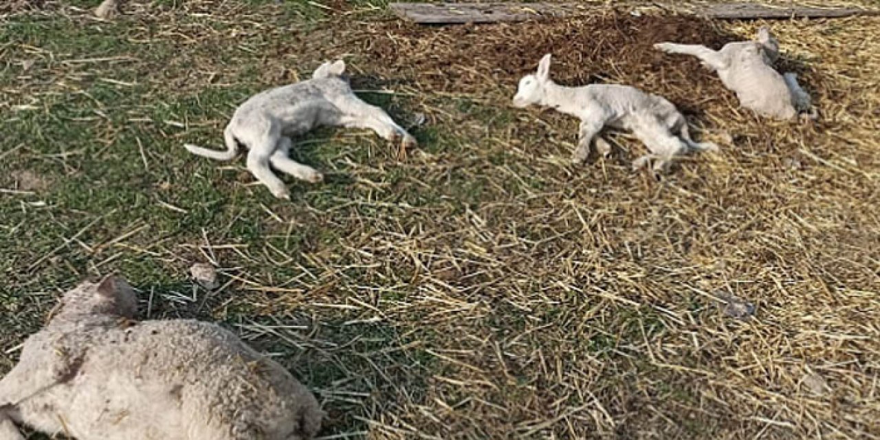 Çanakkale'de yaşandı: Boğup boğup attı, toplam sayı 40'ı aştı