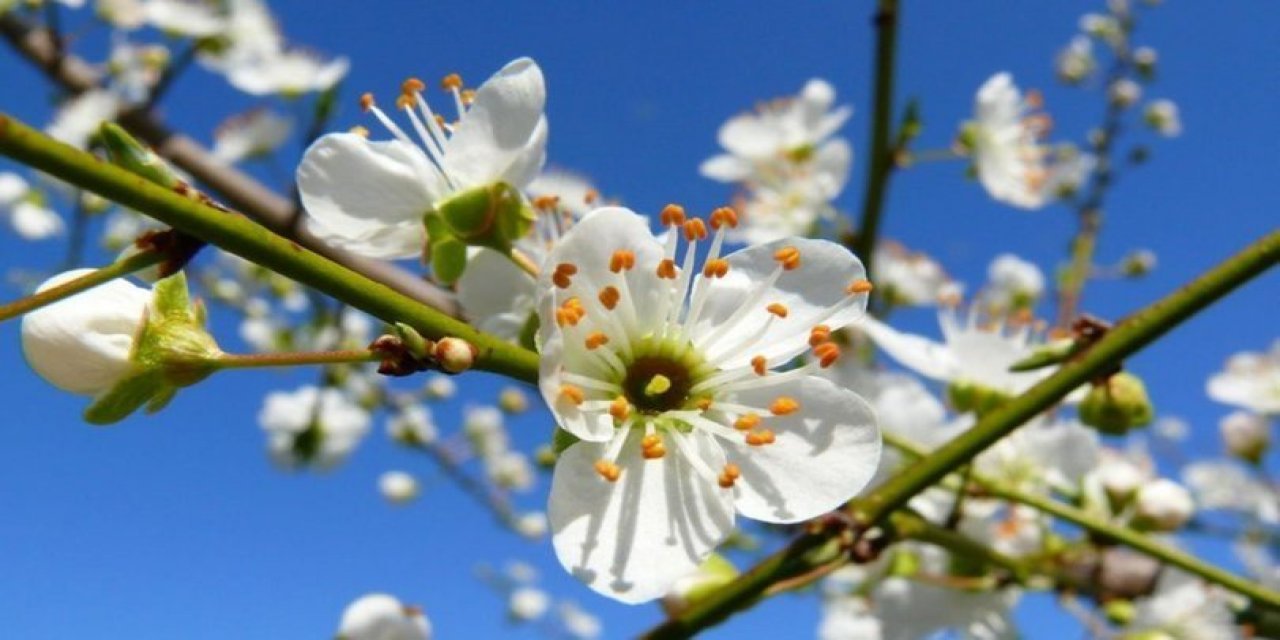 Cemre nedir? Cemre düştü mü? 2023 cemre ne zaman düşecek? Cemre düşmesi nedir?