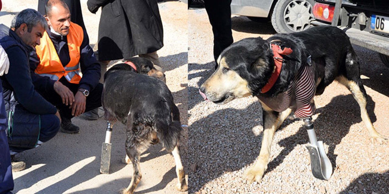 Enkazda patisini kaybeden köpeğe protez takıldı