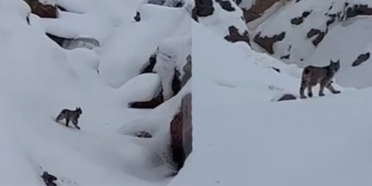 Karlıova’da vaşak görüntülendi