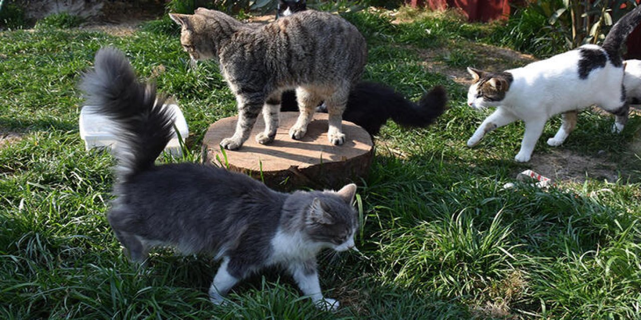 İzmir'e getirilen hayvanlar sahiplerini bekliyor