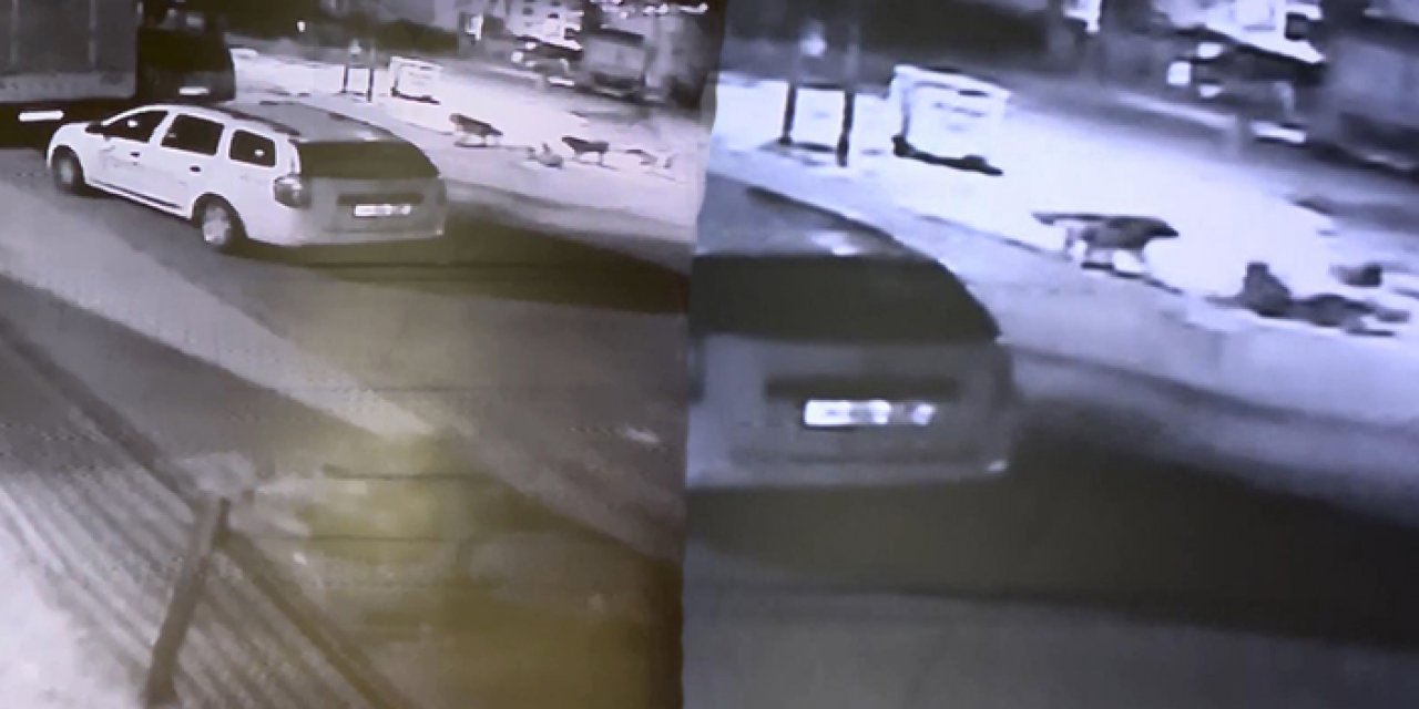 Sokak köpekleri çocuklara saldırdı