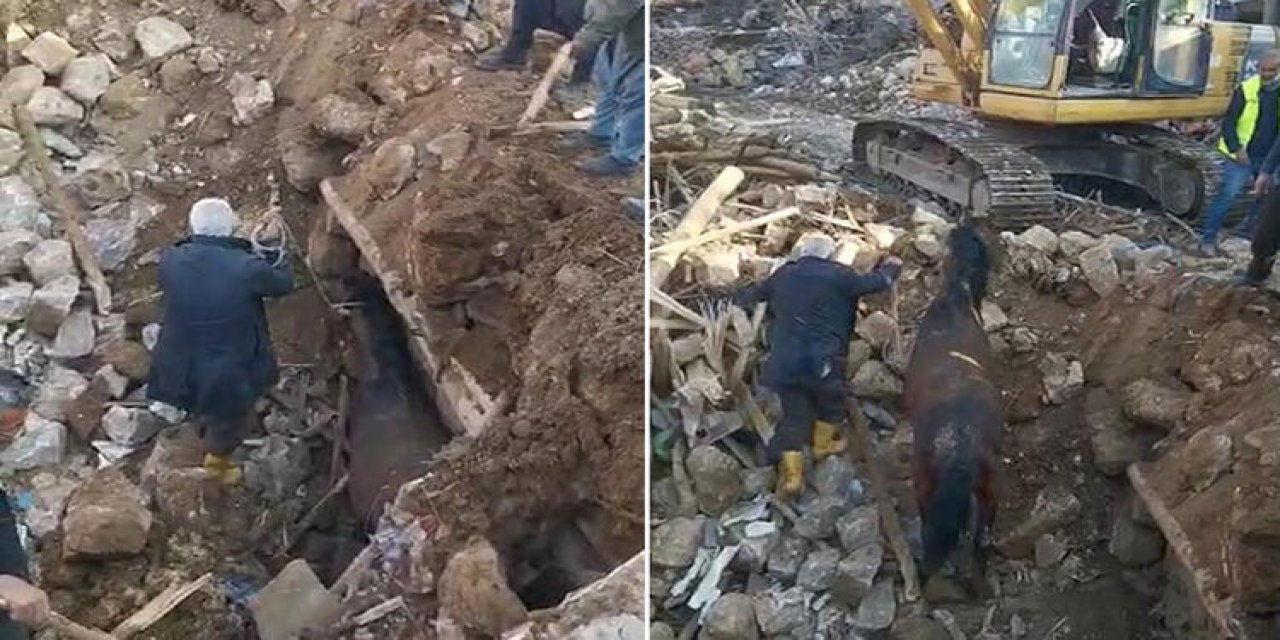 Depremin 21'inci gününde enkazdaki atı sağ çıkardılar