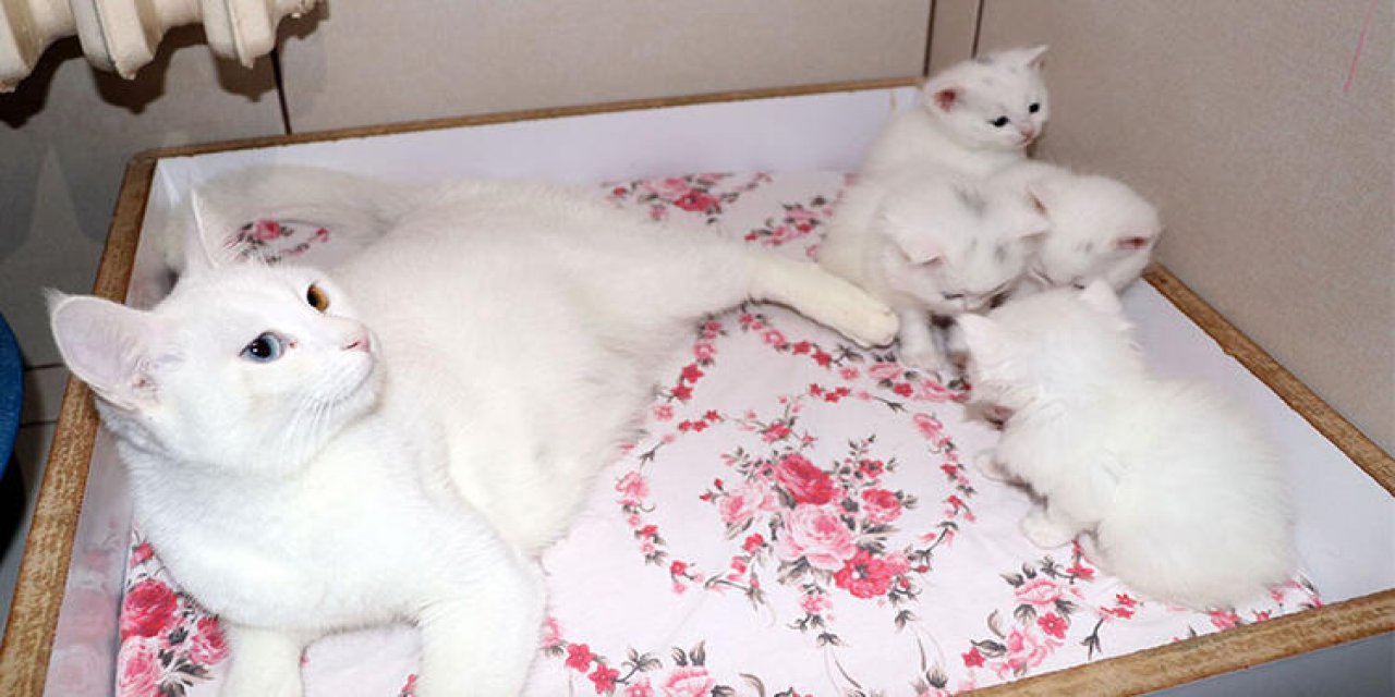 Depremzede Van kedileri, villaya yerleşti