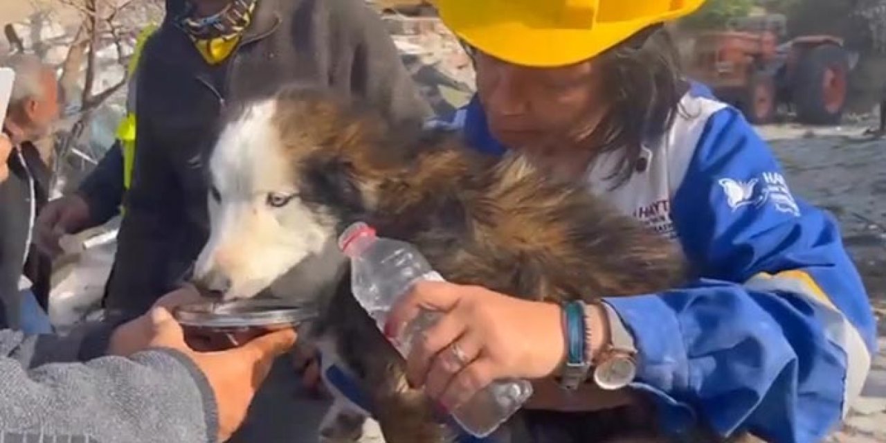 23 gün sonra enkazdan köpek kurtarıldı