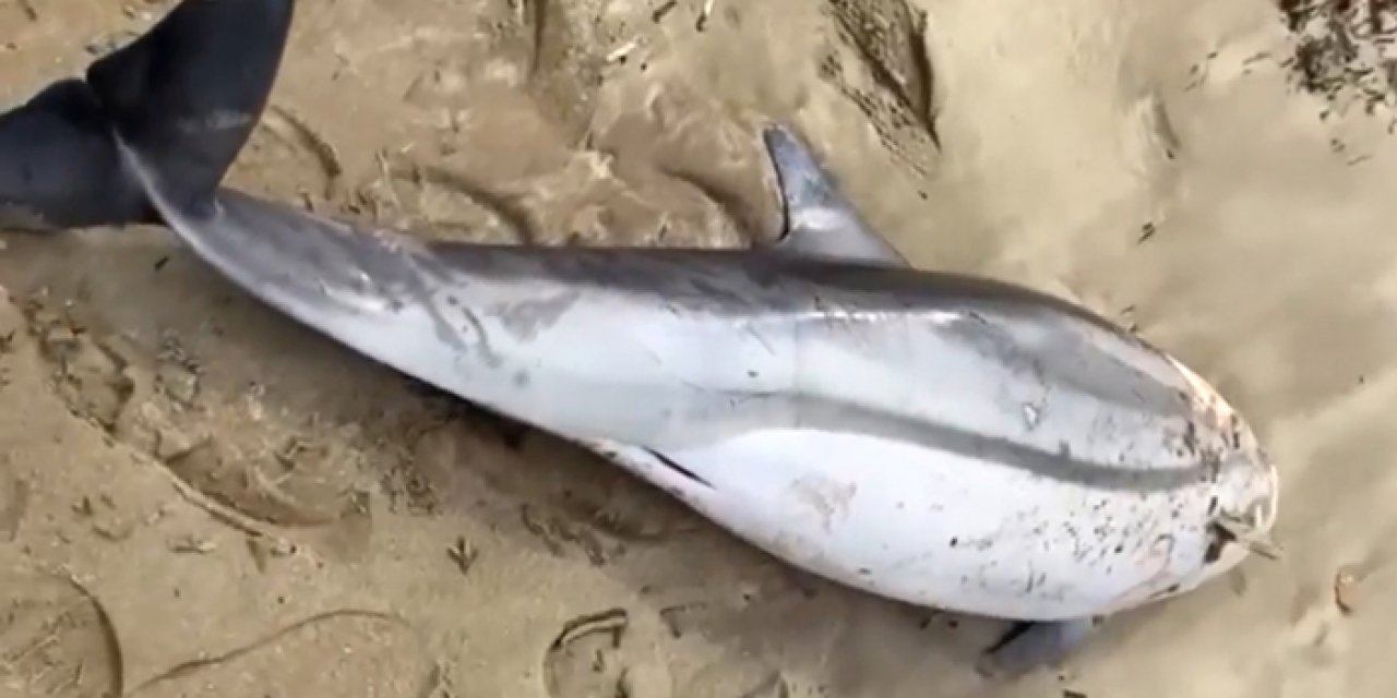 Ölü yunus balığı kıyıya vurdu