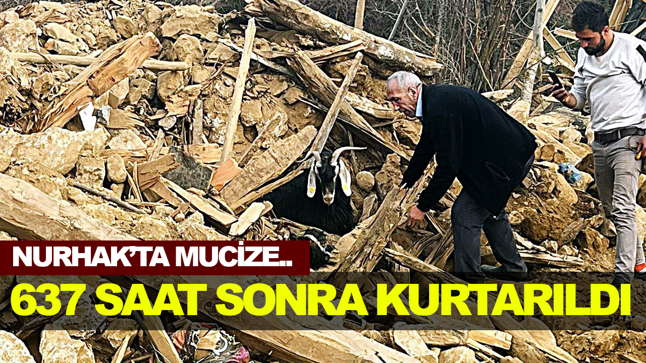 Nurhak’ta 637 saat sonra enkazdan 2 keçi canlı çıkarıldı