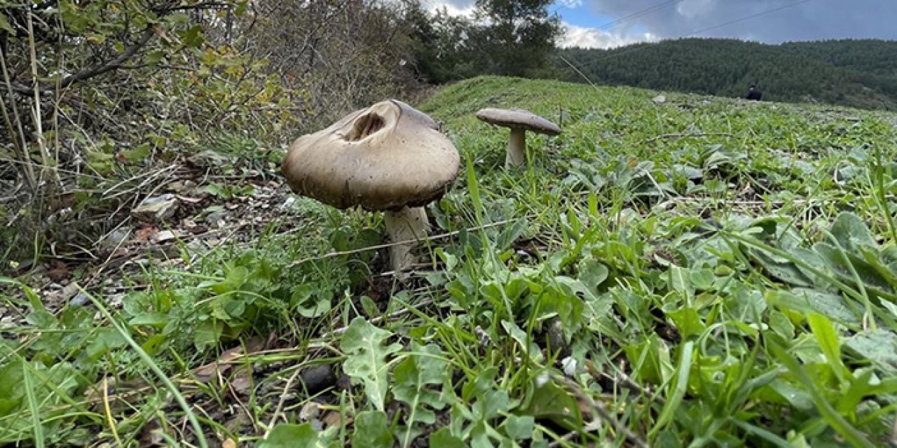 Kırıkkale’de mantar zehirlenmesi