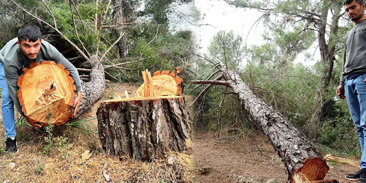 Kepez’de yarım asırlık ağaçları kestiler