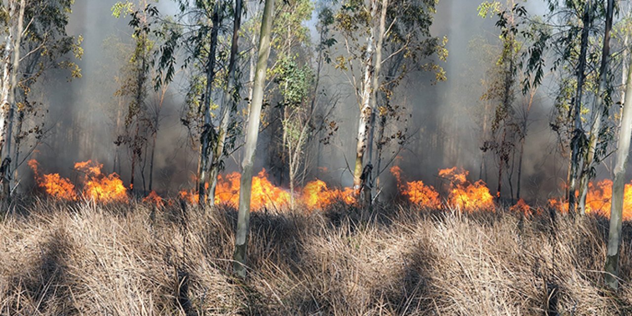 Tarsus’ta orman yangını