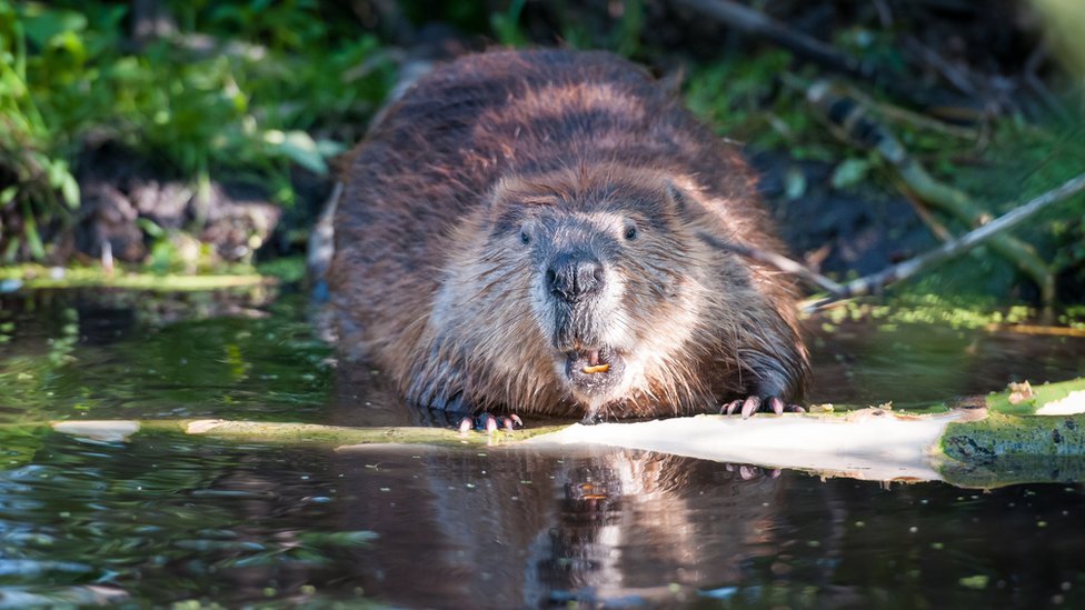 Kunduz eti yenir mi?  Kunduz eti  helal mi?