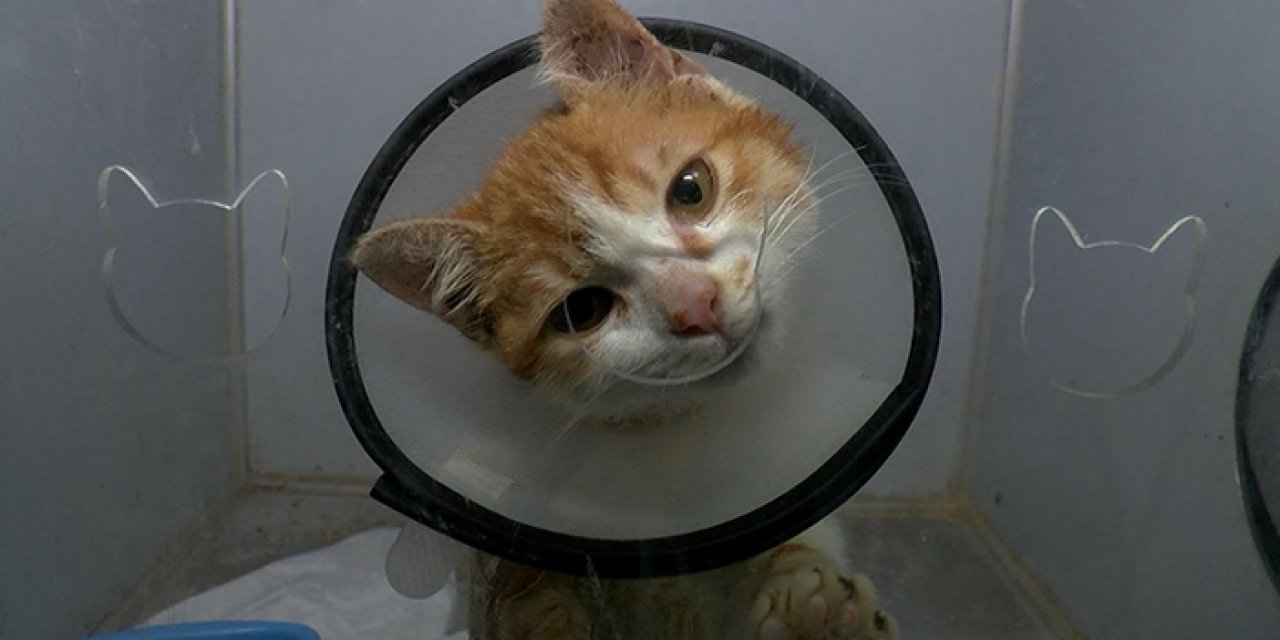 Antakya’dan getirilen kedi ve köpekler tedaviye alındı