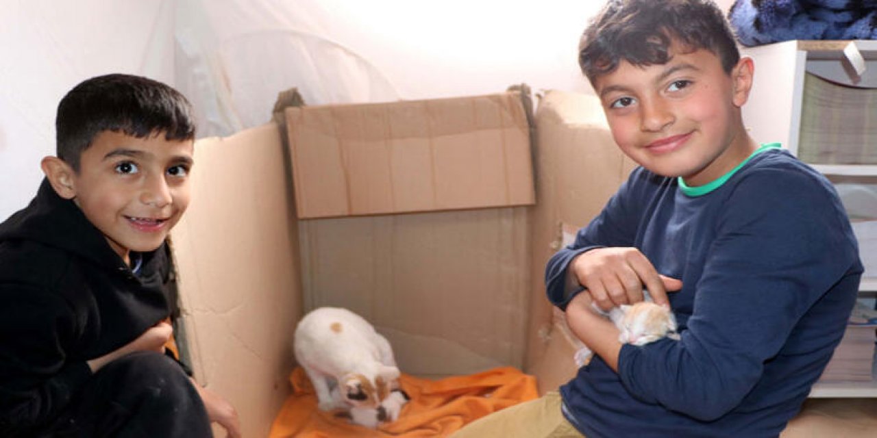 Çadır kentte doğum yapan 'Mucize' kedinin 3 yavrusu oldu