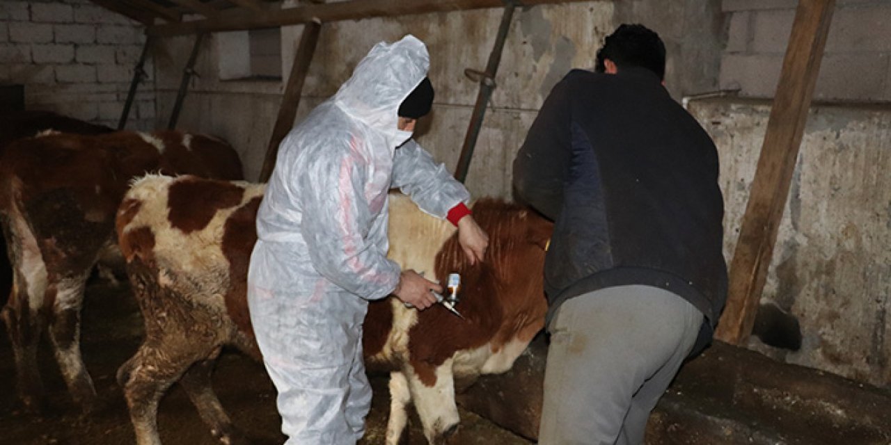 Büyükbaşlar şap hastalığına karşı aşılanacak