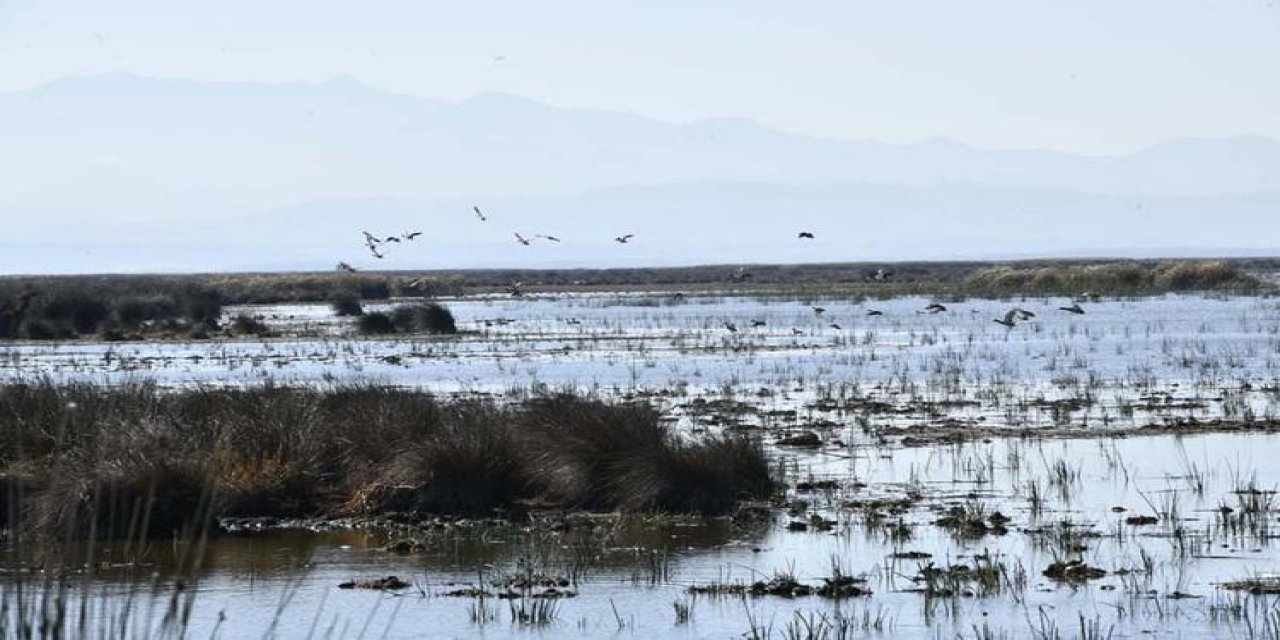 Küresel ısınma kuşları da etkiledi