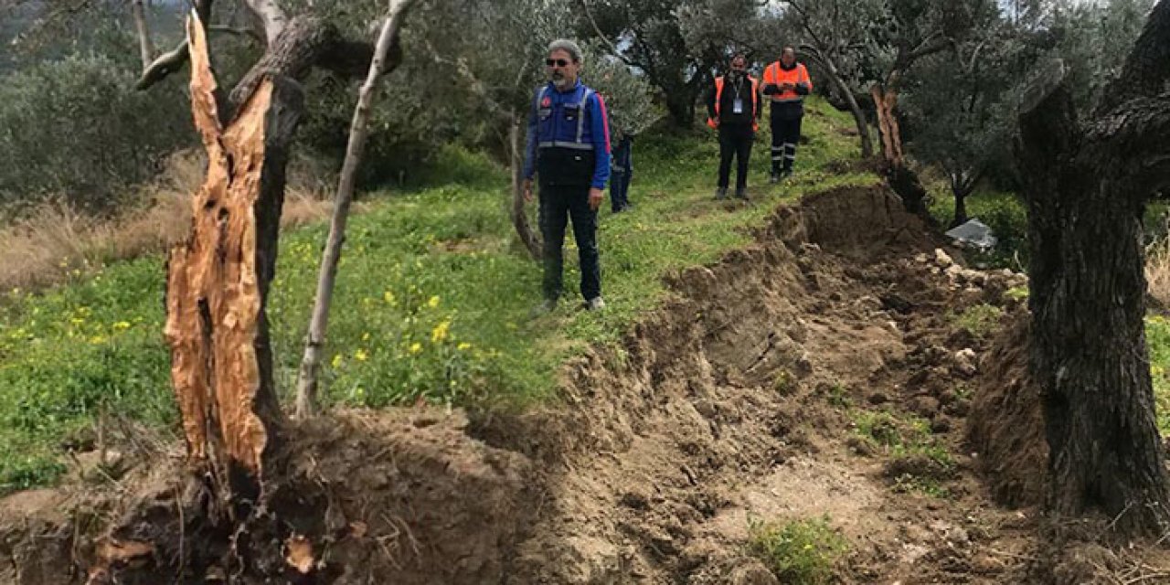 Depremde ikiye ayrılan ağacın sebebi belli oldu