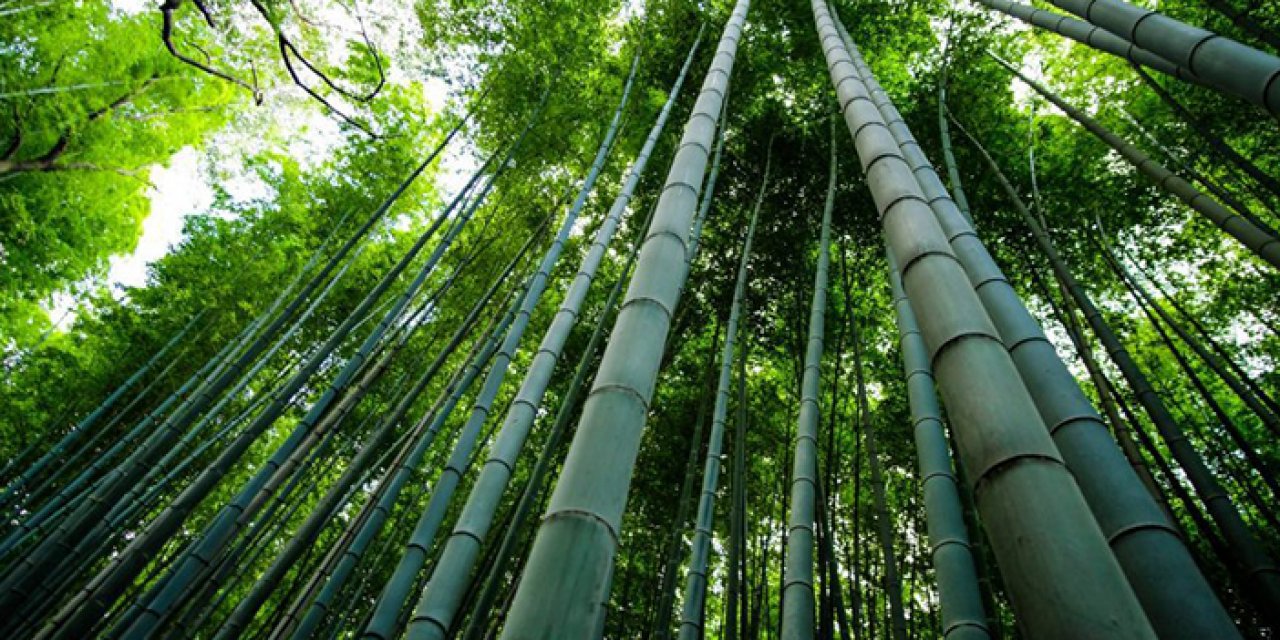 Bambu ağacının hikayesi nedir? Bambu ağacı nasıl yetişir?