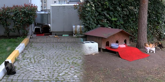 15 günlük kediler canice öldürüldü iddiası