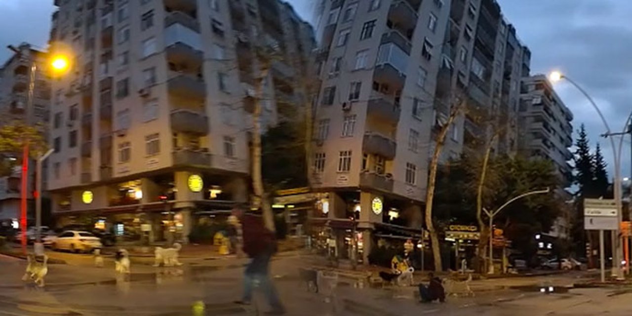 Adana'da sokak köpekleri yayaya saldırdı