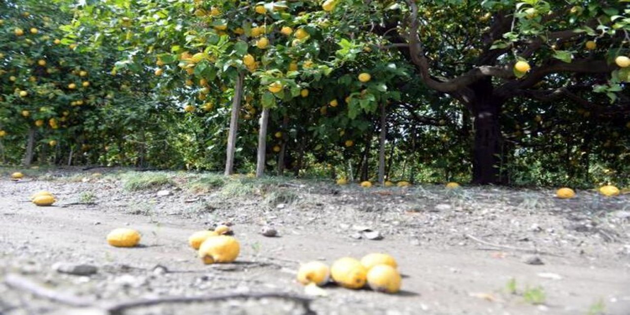 Arsuz’da limon dalında kaldı; perakendeciler hasat için seferberlik başlattı