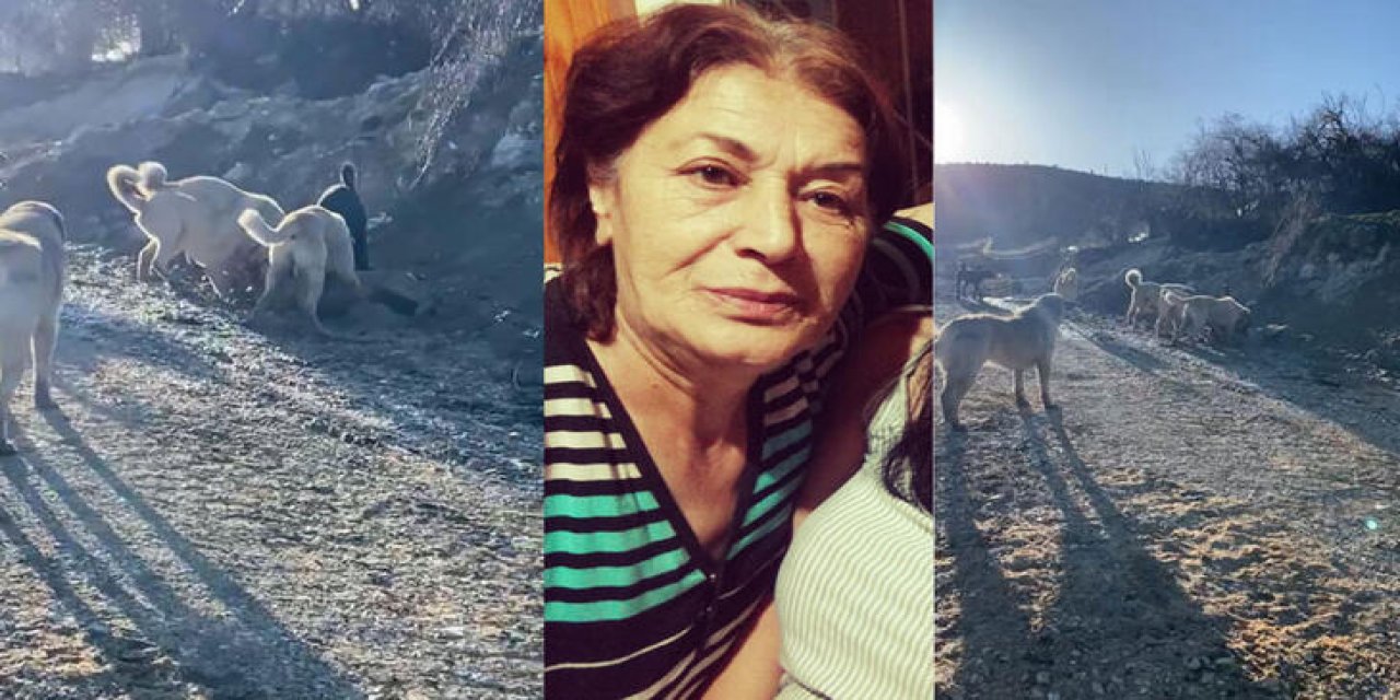 Başıboş köpeklerin saldırısına uğrayan kadın yaralandı