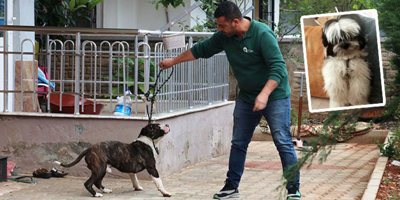 Antalya'da bir pitbull önce köpek öldürdü sonra apartmanı esir aldı