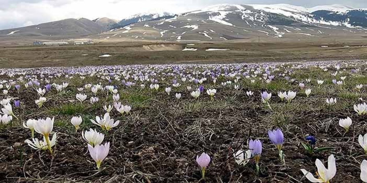 Sarıkamış’ta Çiçekler açtı bahar geldi