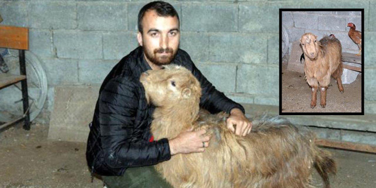 Keçi 47’nci günde enkazdan sağ çıktı