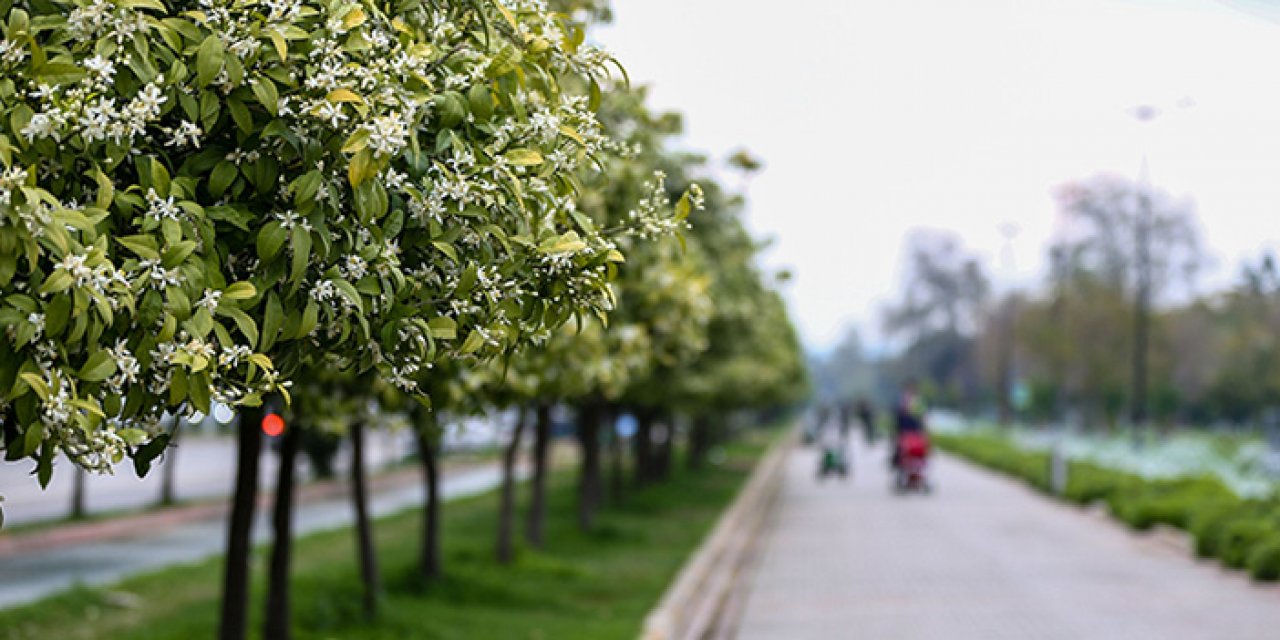 Adana’da meyve ağaçları çiçek açtı