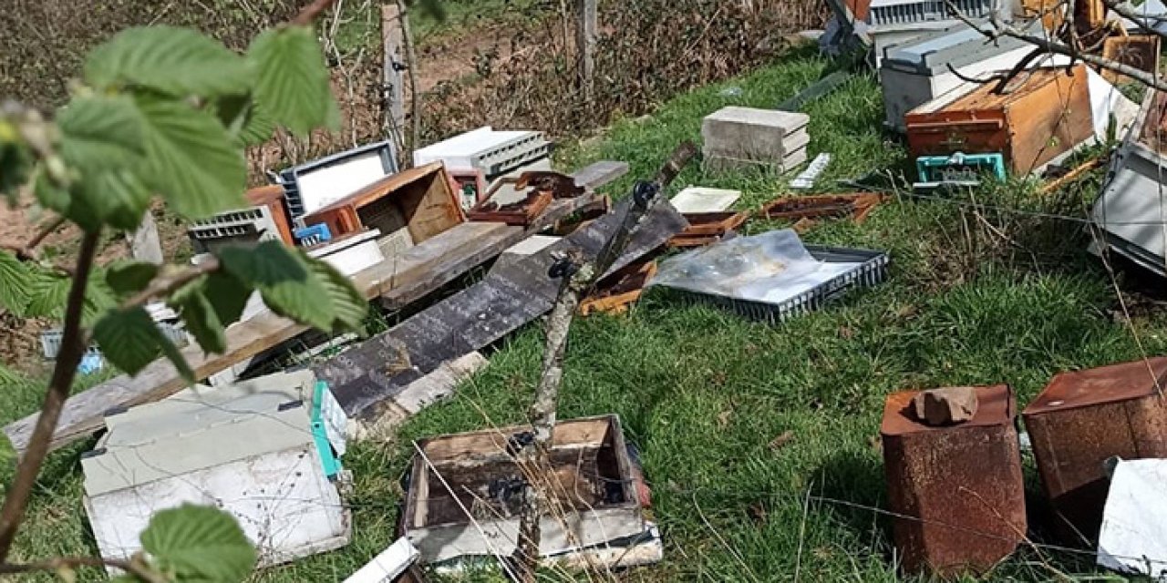 Kovanlara ayı saldırdı; 5 bin arı telef oldu
