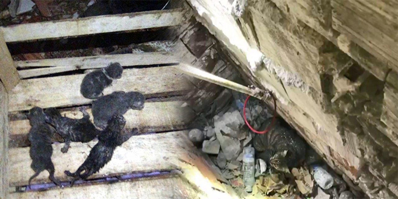İstanbul Avcılar’da yavru kediler duvar kırılarak kurtarıldı