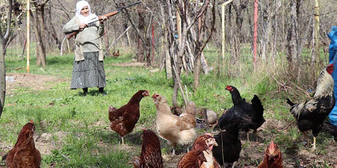 Erzurum’da çakal nöbeti