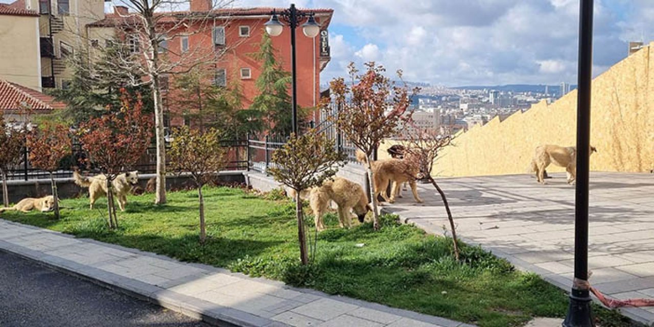 Hamamönü'nde köpek tehdidi