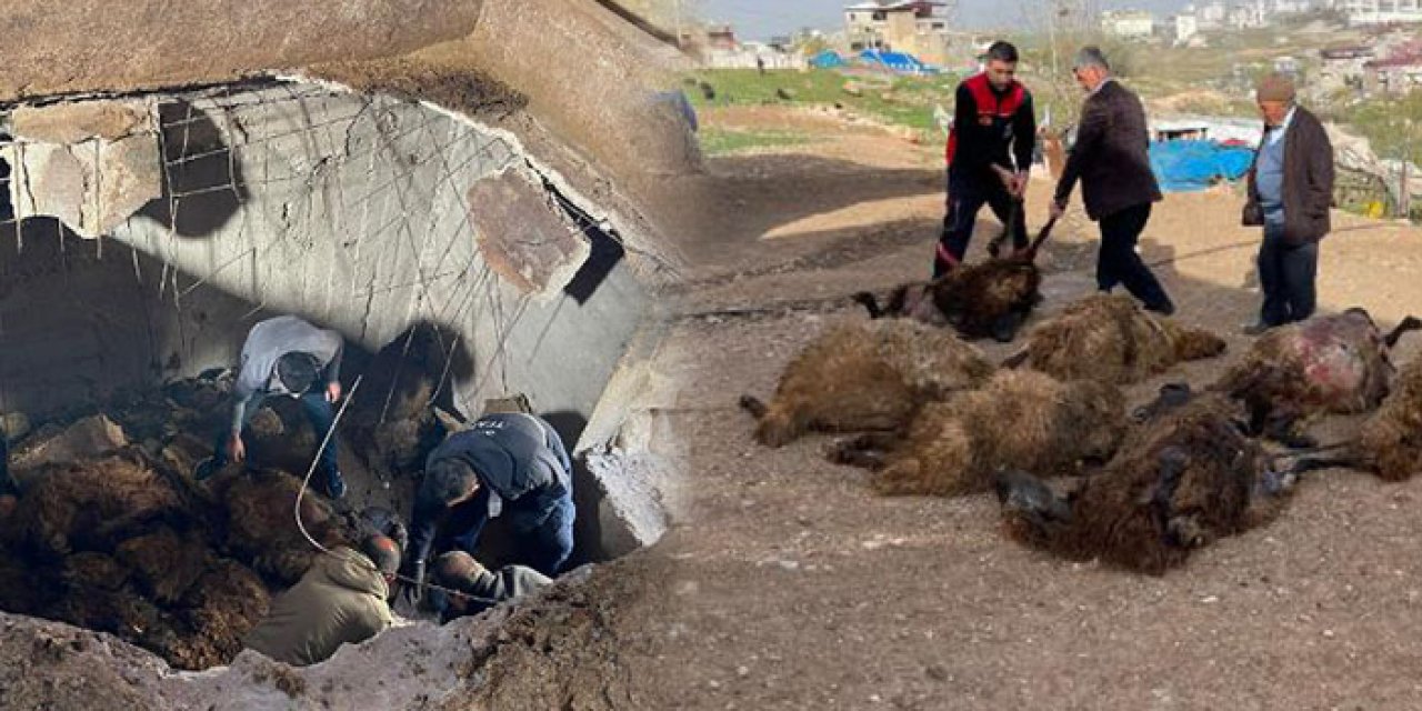 Siirt’te ahır çöktü; 12 koyun telef oldu