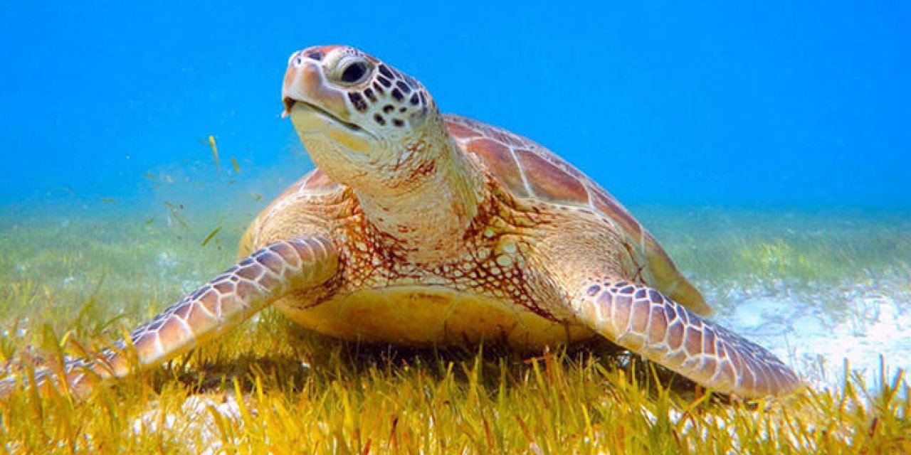 Deniz Kaplumbağaları kaçırılıyor