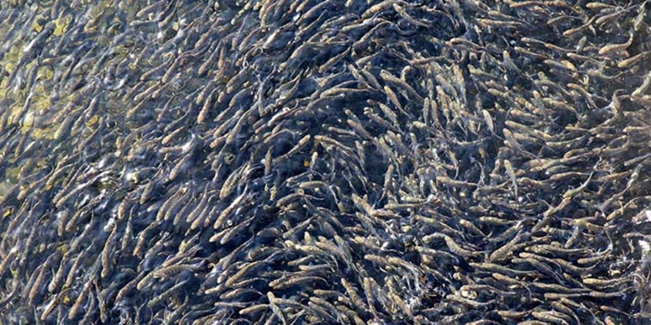 100'üncü yıla 100 milyon yavru balık