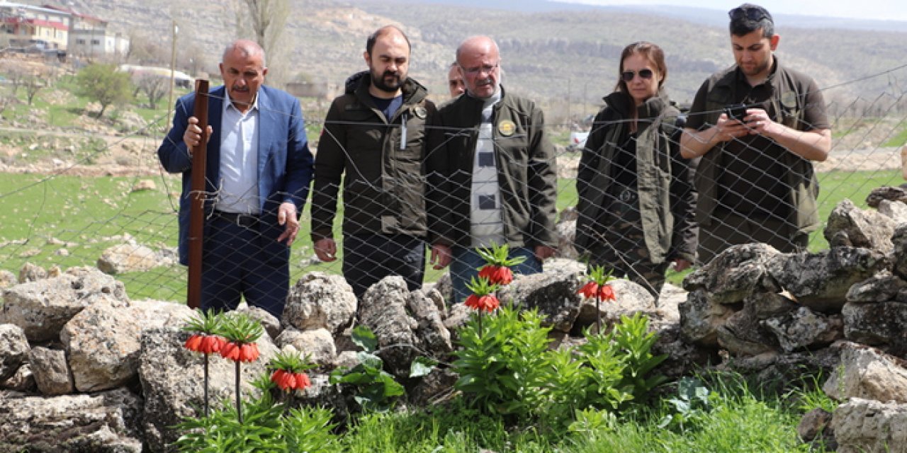 Siirtliler ters laleler için seferberlik ilan etti