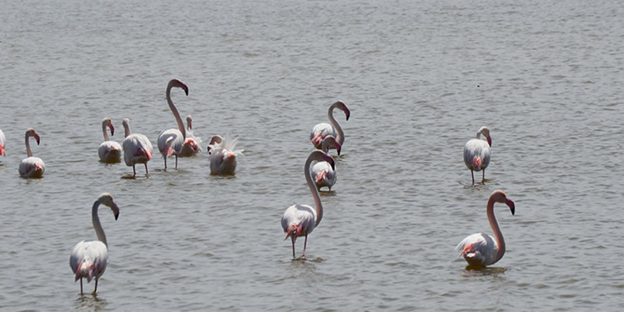 Flamingolardan Tuz Gölü'nde renkli görüntüler