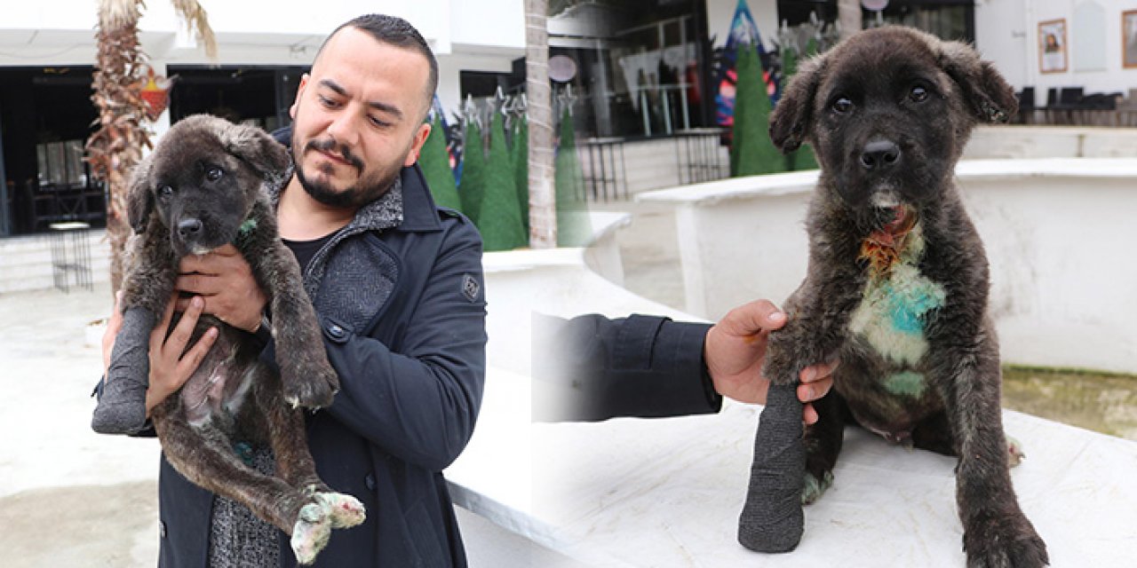 ‘Mucize Köpek’ tedaviye alındı