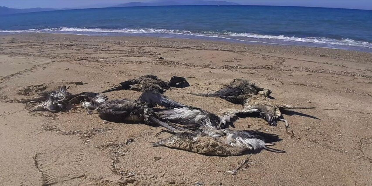 24 yelkovan kuşu ölü bulundu