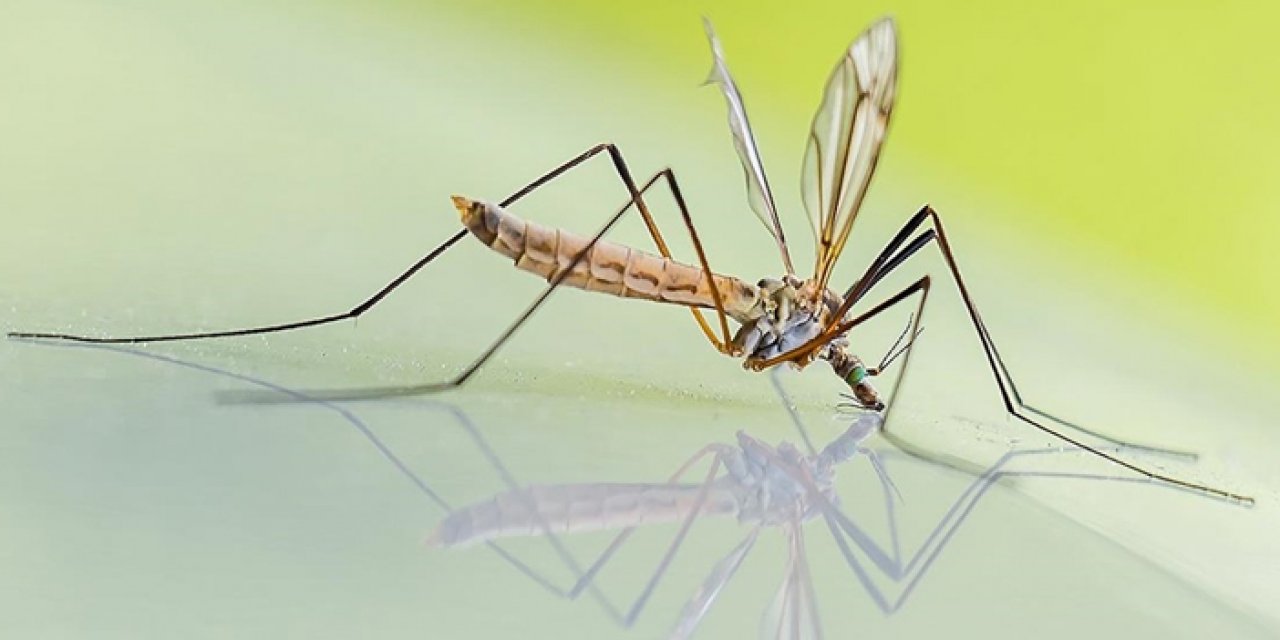 Sıtmayı daha hızlı bulaştıran sivrisinek Gana’da görüldü