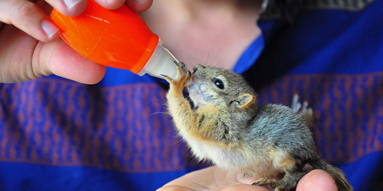 Sokakta bulduğu yavru sincabı biberonla besliyor