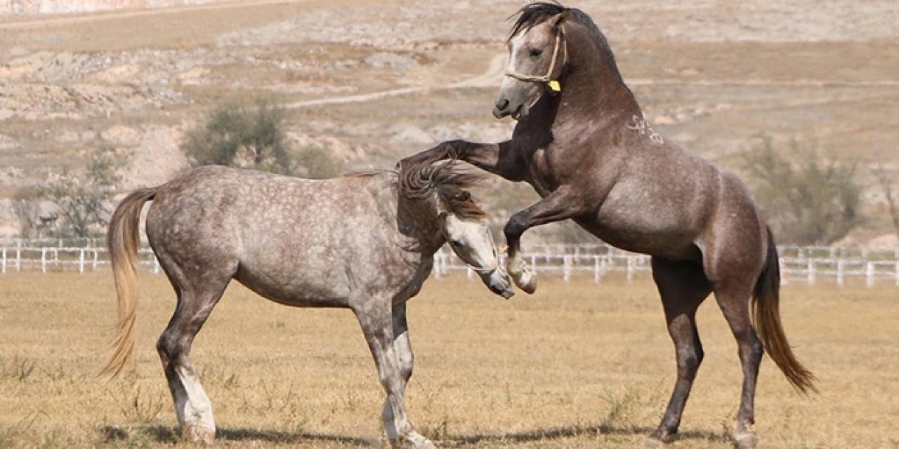Safkanların satış tarihi TİGEM tarafından duyuruldu