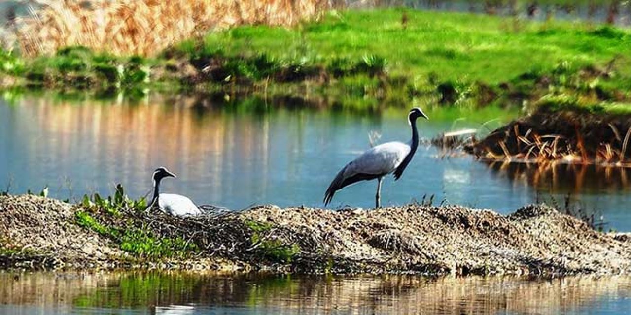 Telli Turnalar Amasya’da görüntülendi