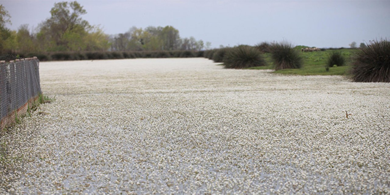 Kızılırmak’ta zehirli güzellik