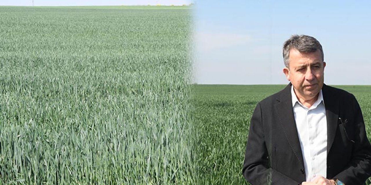 Yağışlar çiftçiye ilaç oldu